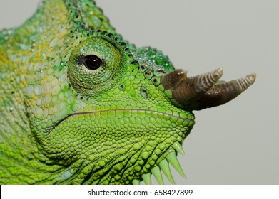 A close up of a male four-horned chameleon (Trioceros quadricornis gracilior). 