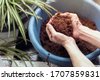 coco peat grow plant