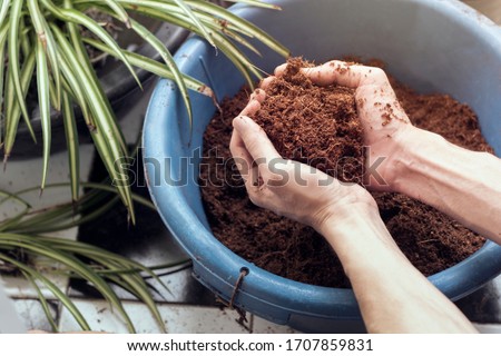 close up male hands holding Coconut coir  blue bucket 
