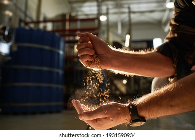 Close up of male hands pouring wheat crops in golden sunlight with brewery workshop in background, copy space - Powered by Shutterstock