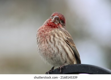 A close up of a male house finch's profile. The has bright red plumage, brown and white stripes, and a strong beak. The songbird is looking out while perched on the black metal bar in a suburban yard.
