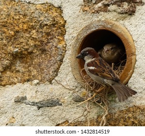 Close up of a male House Sparrow (Passer domesticus) outside its nest in a wall mounted clay drainage pipe, with the female sitting on twigs just inside the hole. Image with space for copy.  - Shutterstock ID 1432814519