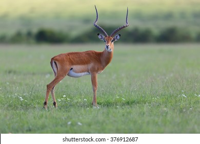 Close up of an male Impala gazelle in Masai Mara, Kenya