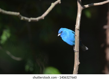 Close Up Of A Male Indigo Bunting