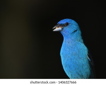 Close Up Of A Male Indigo Bunting