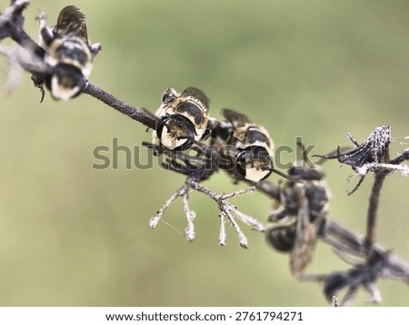 Close up of male long-horned bees sleeping together on a dry branch while biting the stem with their strong jaws.