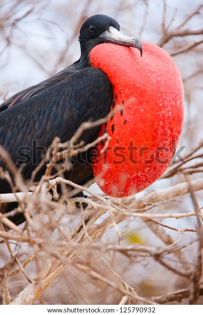 Close up of male magnificent frigatebird with\
inflated throat pouch
