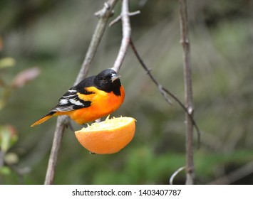 Close Up Of A Male Northern Oriole