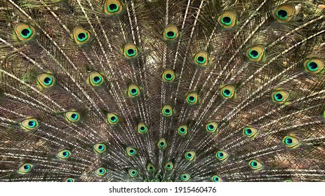 Close up male peacock tail, which has very long feathers that have eye-like markings and erected and fanned out in display.