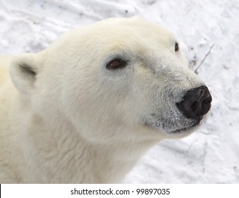 Close Up Of Male Polar Bear Head