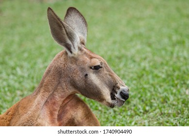 Close Up Of A Male Red Kangaroo