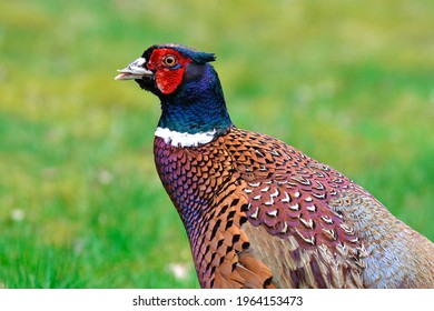 Close up of a male Ring-necked Pheasant