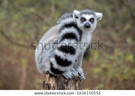 Close up of a male Ring-Tailed Lemur (Lemur catta)