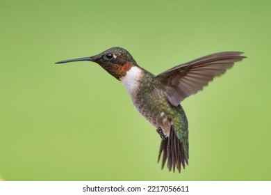 Close Up Of A Male Ruby Throated Hummingbird Hovering In Mid Air In A Louisiana Garden During Fall Migration