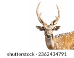 Close up of male sika deer isolated on white background. Sika deer antler with clipping path.