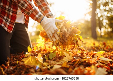 Close up of a male volunteer rakes and grabs a small pile of yellow red fallen leaves in the autumn park. Cleaning the lawn from the old leaves. Gardening and seasonal communal work concept.