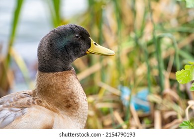 Close Up Of Mallard Hybrid Domestic Duck. 