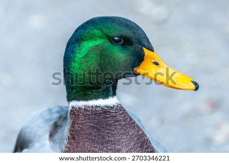 A close up of a mallards head