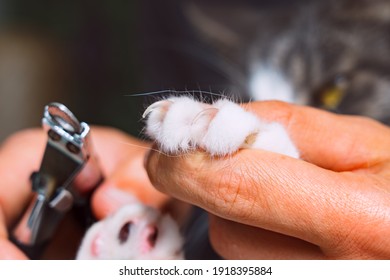 Close Up Of Man Cutting Cat Claws With Nail Clipper Or Claws Trimmer. Pet Grooming. Cat Claws Care.