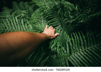Close up of man hand on green fern in forest.Survival travel concept - Shutterstock ID 760289104
