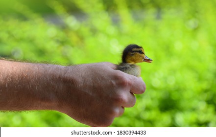 Close Up Man Holding Baby Duckling In Hand Over Green Background, Side View