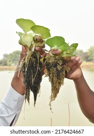 Close Up Of Man Holding Eichhornia Or Water Hyacinth Plants Root Stick With Common Carp Eggs After Breeding.