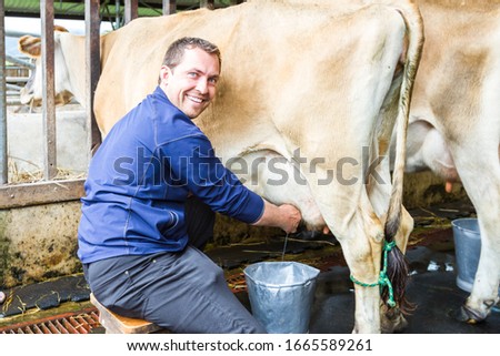 Similar – a milk cow in the pasture looks into the camera and eats a flower. organic pasture. in the background another cow. shallow depth of field. nice weather