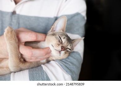 Close up of man petting abyssinian blue cat laying on his hands. Pets care. World cat day. Image for websites about cats. Selective focus.