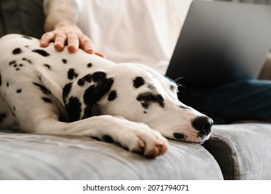 Close Up Of A Man Using Laptop On His Lap While Sitting With His Dog On A Couch At Home