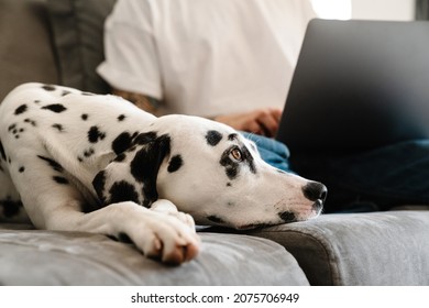 Close Up Of A Man Using Laptop On His Lap While Sitting With His Dog On A Couch At Home