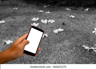 Close Up Of A Man Using Smart Phone With Blank Mobile And Landscape Blur Background.Smart Phone With Blank Screen And Can Be Add Your Texts Or Others On Smart Phone..
