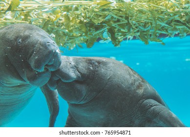 Close Up Manatee Under Water Look At  Camera