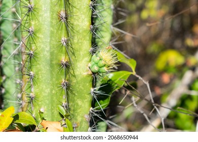 Close up of a mandacaru cactus (Cereus jamacaru) with a growing pup (offshoot) in the caatinga forest - Oeiras, Piaui state, Brazil - Shutterstock ID 2068650944