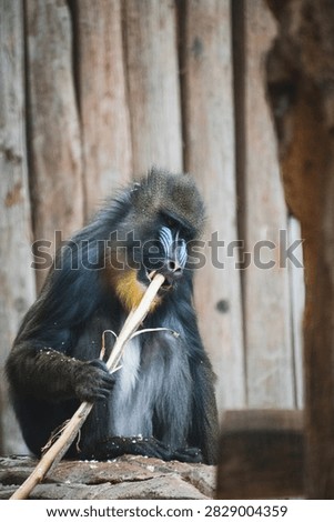 A close up of a Mandrill
