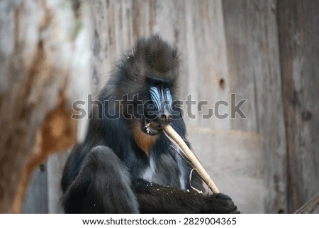 A close up of a Mandrill