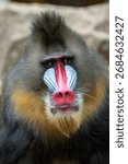 Close up of a Mandrill monkey	