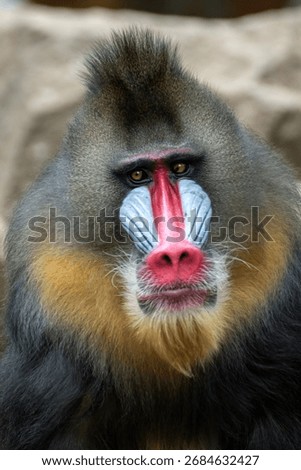 Close up of a Mandrill monkey	