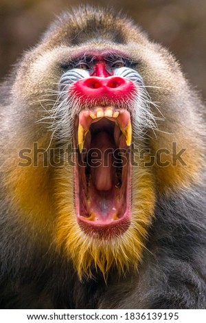 close up of mandrill monkey head