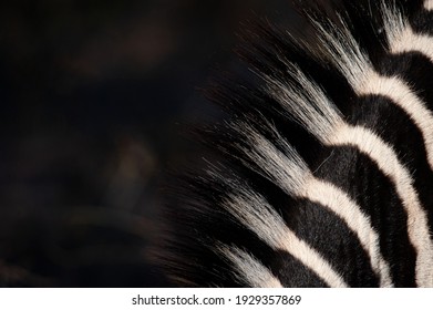 Close Up Of A Zebra’s Mane Seen On A Safari In South Africa