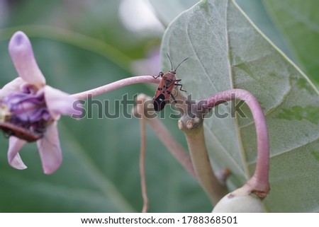 Close up manfaced bug on thai crown flower tree