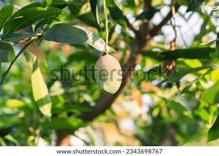 Close up manggo fruit on manggo tree with blurry background