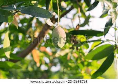 Close up manggo fruit on manggo tree with blurry background