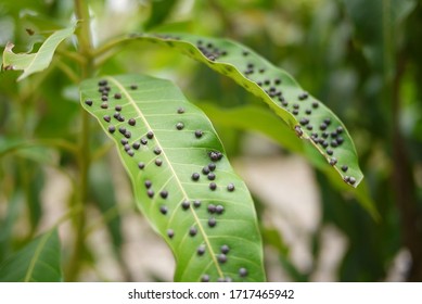 Close Up Of The Mango-leaf Gall Midge.
