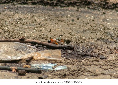 Close Up Of A Mangrove Fiddler Crab On A Muddy Soil Of Saline Bay In Malaysia. Asian Nature Wildlife