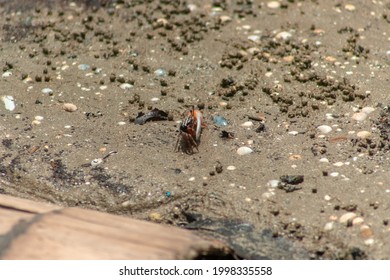 Close Up Of A Mangrove Fiddler Crab On A Muddy Soil Of Saline Bay In Malaysia. Asian Nature Wildlife