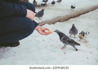 Close up of a man's hand feeding a pigeon on a snow in the park. Horizontal. - Shutterstock ID 2259528135