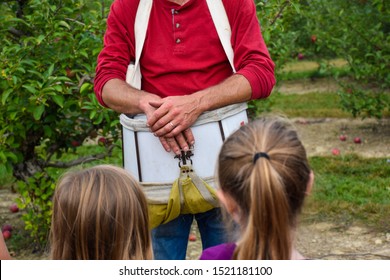 Close Up Of Man's Hands And Apple Picking Bag Teaching Kids At An Apple Orchard Back Of Girl's Head Man Wearing Red Shirt