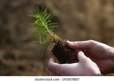 Close up of a man's hands holding a spruce sapling in the forest