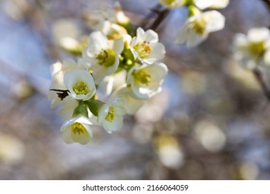 Close up many delicate white blossoms of white Chaenomeles japonica shrub, commonly known as Japanese or Maule's quince in a sunny spring garden, beautiful Japanese blossoms floral background, sakura