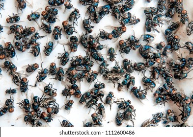 Close up of Many fly on the white background, Dirty insect and dead fly on the floor, Insect that carries disease and carrion of fly, Fly bug are important pest of destroy plants and others.